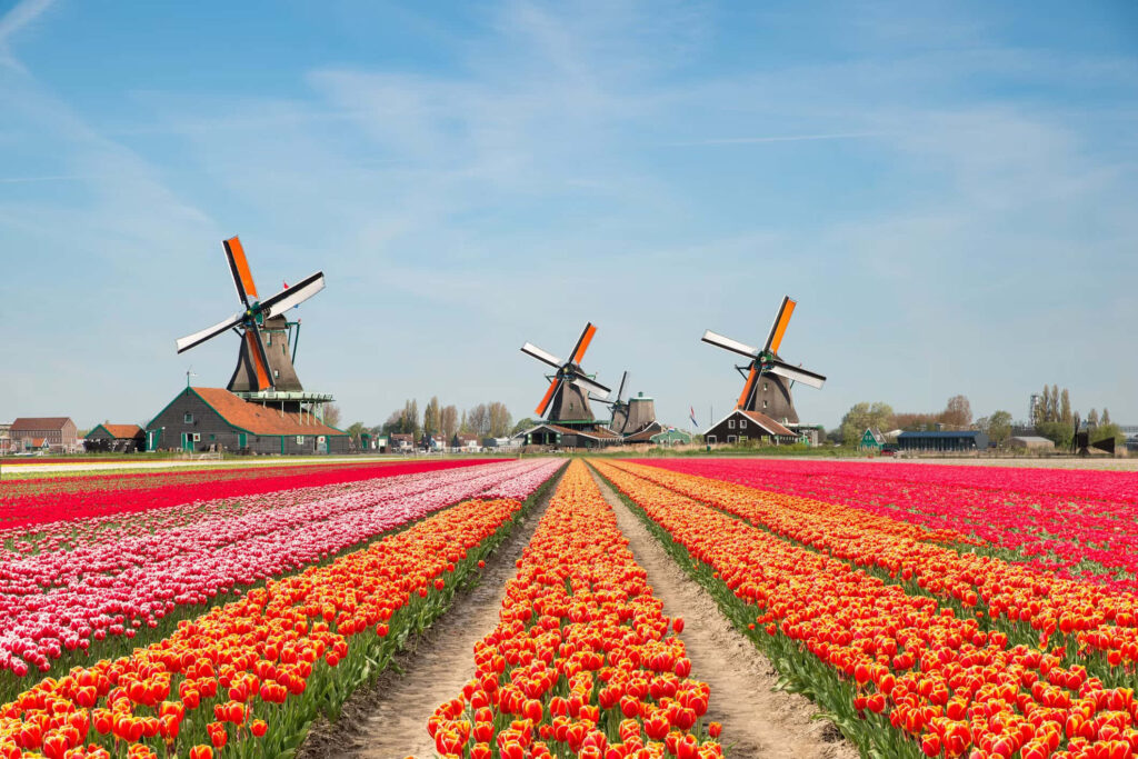 Vibrant Tulip Fields with Windmills - Stunning Wallpaper Background