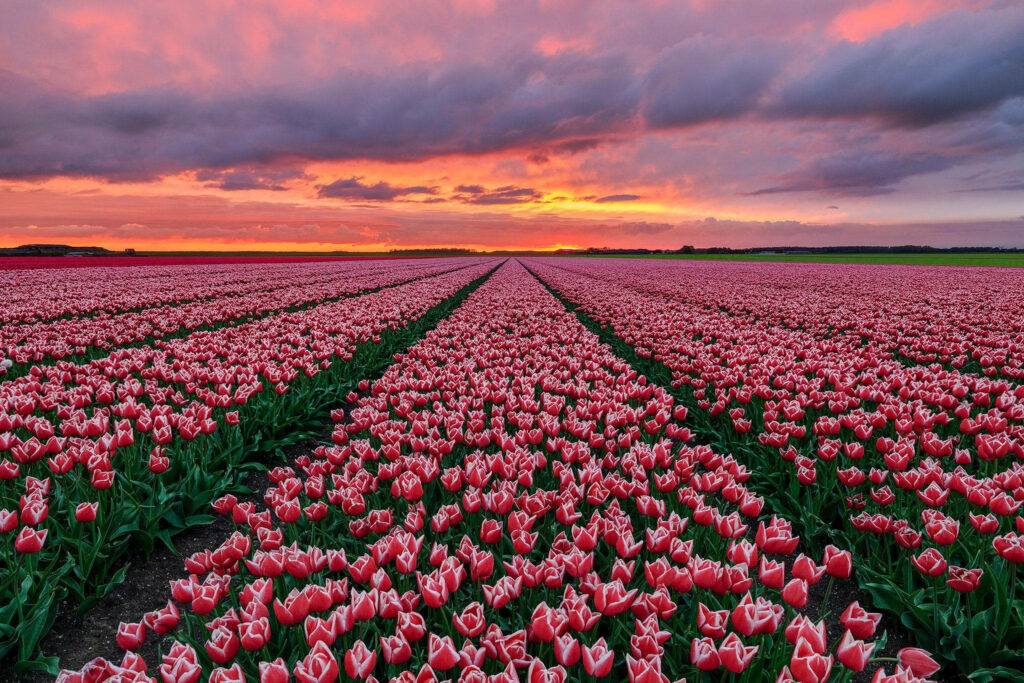 Stunning Tulip Field Wallpaper Under Fiery Sunset Sky