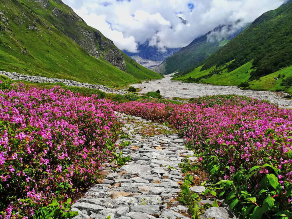 Vibrant Valley Wallpaper: Lush Greenery & Colorful Flowers Landscape