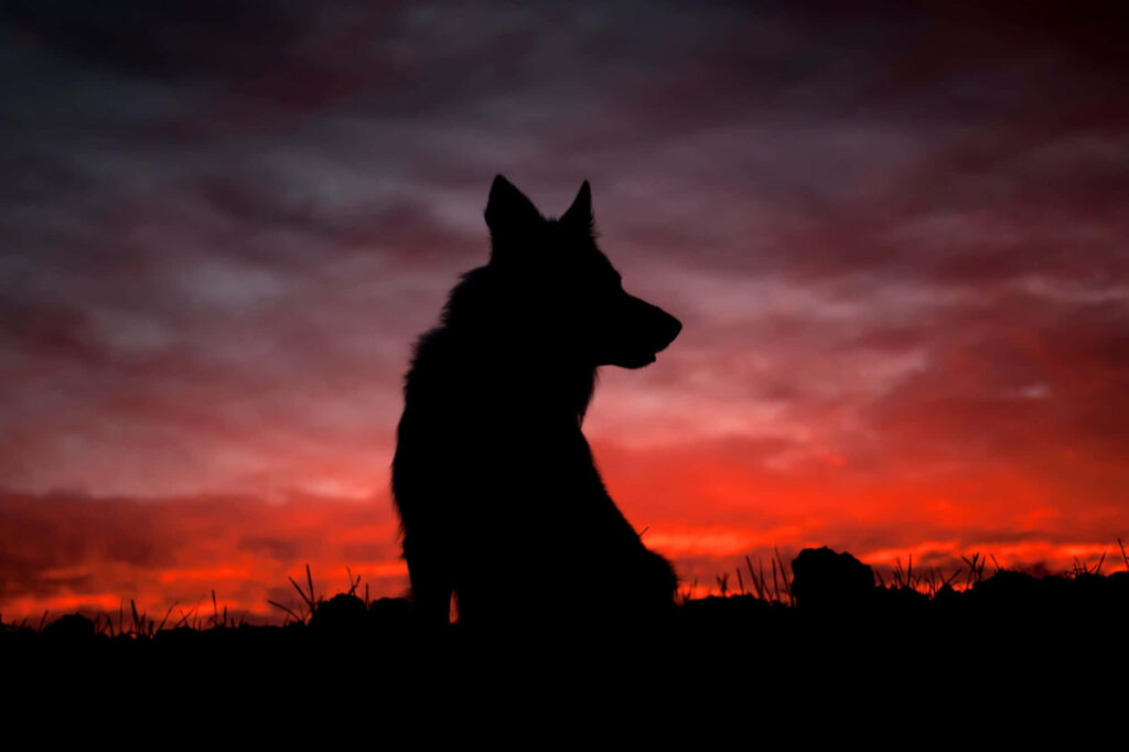 Majestic Wolf Silhouette Against Fiery Sunset Wallpaper