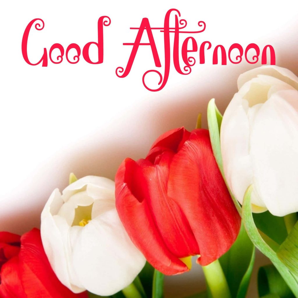 Bright wallpaper with vibrant red and white tulips and elegant red Good Afternoon text greeting