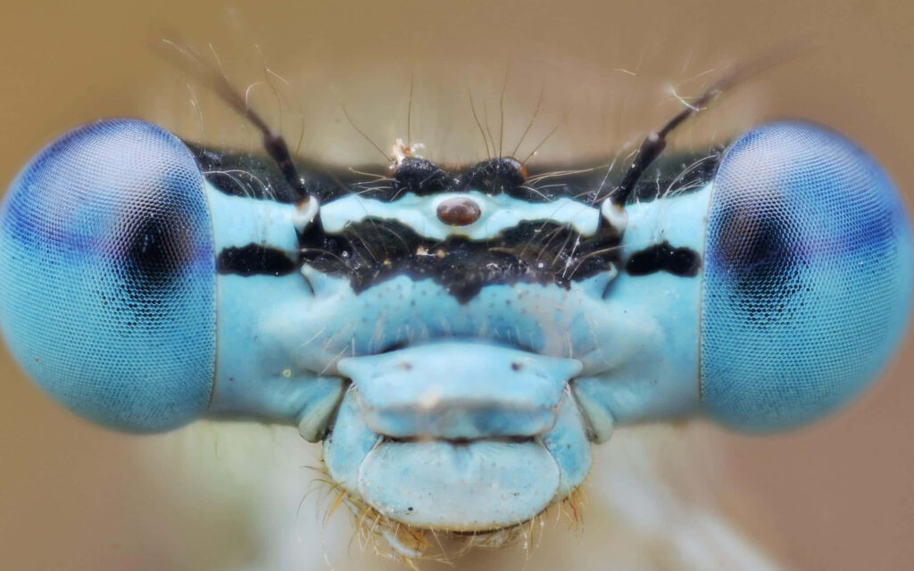 Intricate Blue Dragonfly Close-Up: Stunning Wallpaper Background