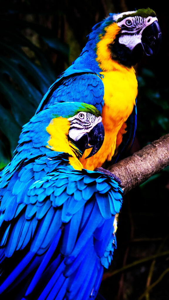 Vivid Blue and Yellow Parrots on Branch - Lush Green Wallpaper