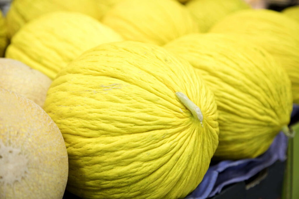 Vivid Casaba Melon Wallpaper: Fresh Golden Yellow Fruit Background