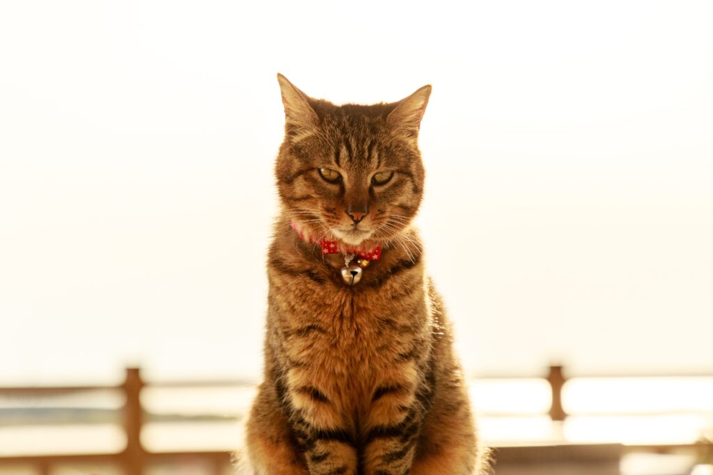 Serene Cat Wallpaper: Striking Gaze & Red Bell Collar in Warm Light