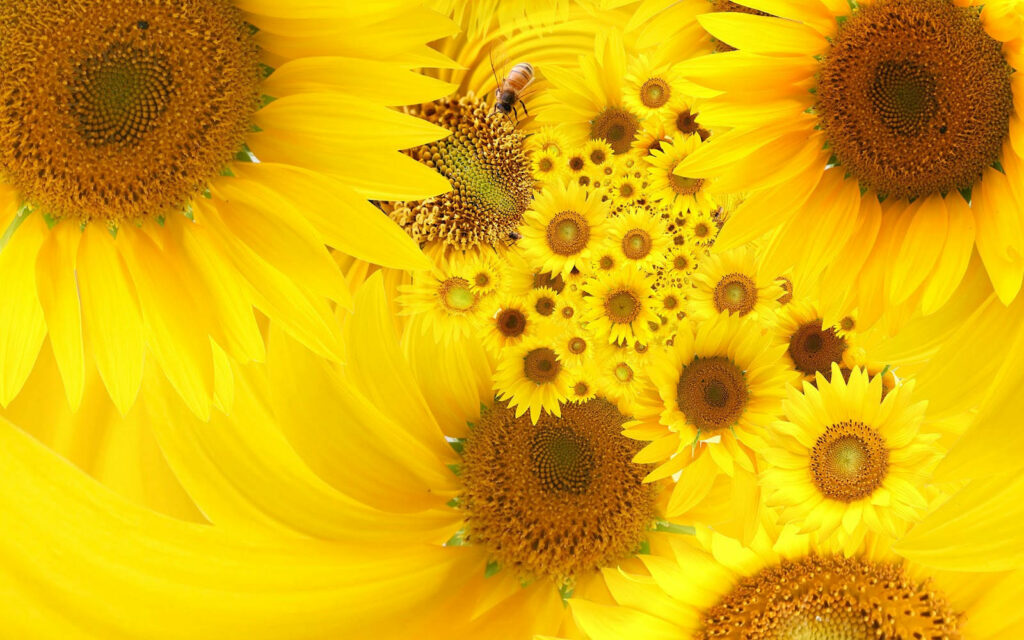 Cheerful Sunflower Desktop Wallpaper with Vibrant Blooms & Bee