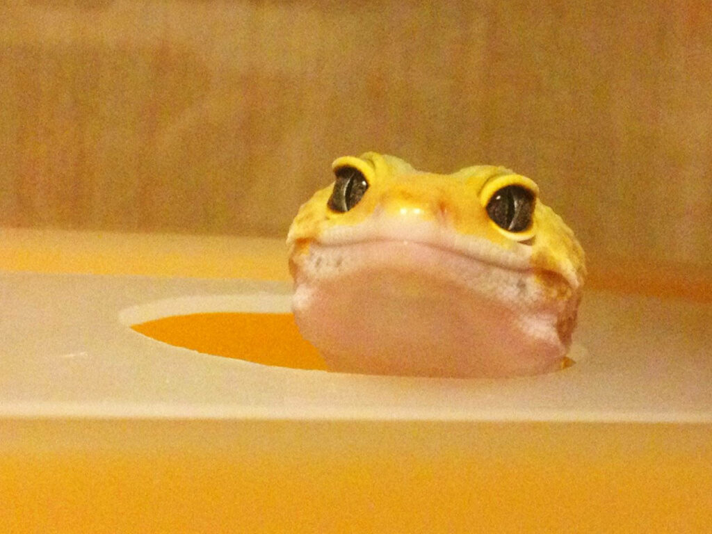 Bright Yellow Gecko Wallpaper: A Cheerful Reptile Delight