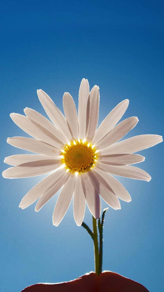 Cheerful Daisy Wallpaper with Blue Sky - Fresh Spring Background