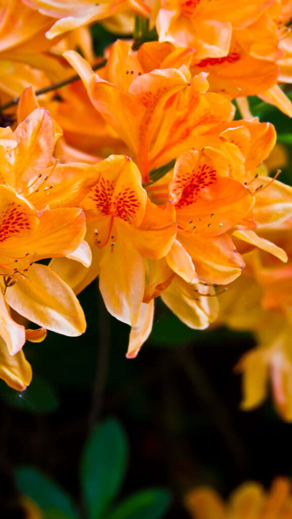 Vibrant Flame Azalea Flowers: Bright Orange Wallpaper Background