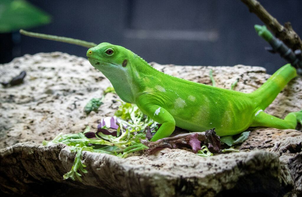 Bright Green Gecko Amid Leaves - Vibrant Textured Wallpaper
