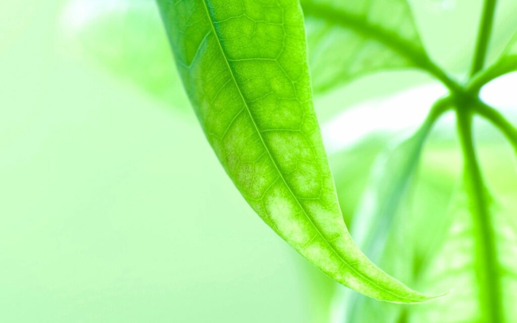 Vibrant Green Leaf Wallpaper: Intricate Veins & Soft Light Background
