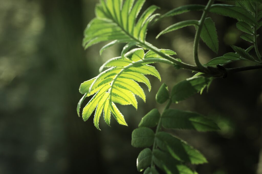 Bright Green Leaf Close-Up: Delicate Texture in Soft Light Wallpaper