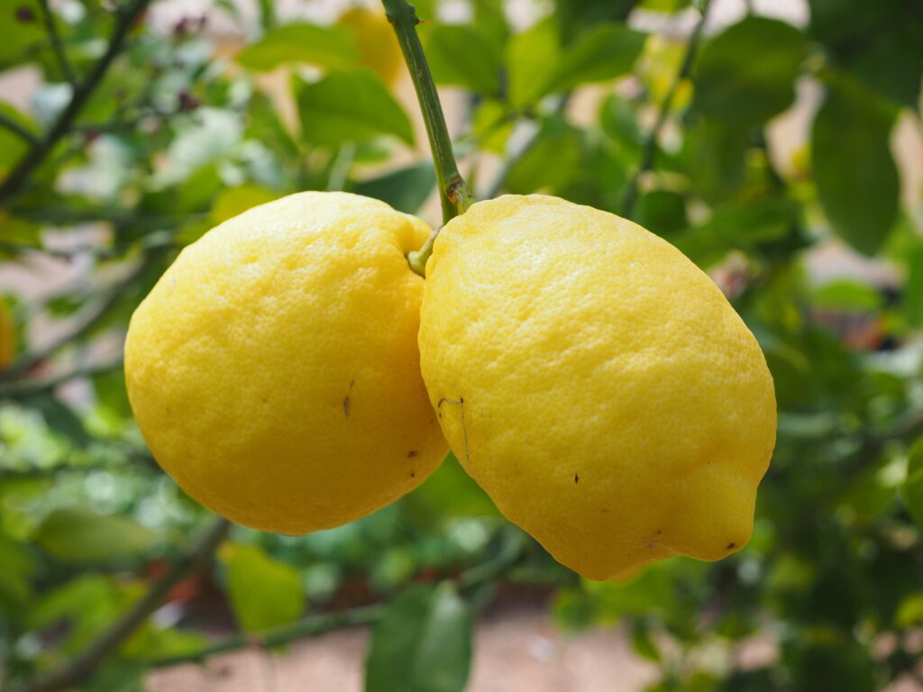 Vibrant Lemon Wallpaper: Fresh Citrus Branch Background