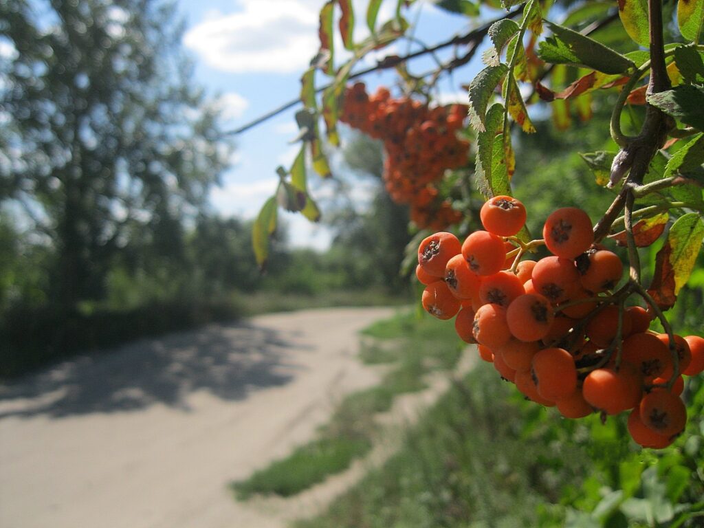 Bright orange mountain ash berries on green branches with a sunny rural path and trees background Wallpaper