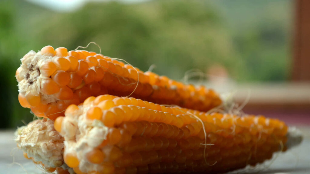 Close-up of bright orange corn cobs with vibrant kernels and blurred natural background wallpaper