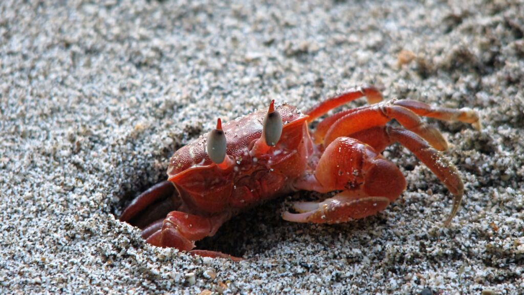 Close-up of bright orange fiddler crab with large claw on sandy textured natural background Wallpaper