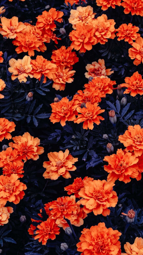 Vibrant Orange Marigold Wallpaper: Eye-Catching iPhone Background