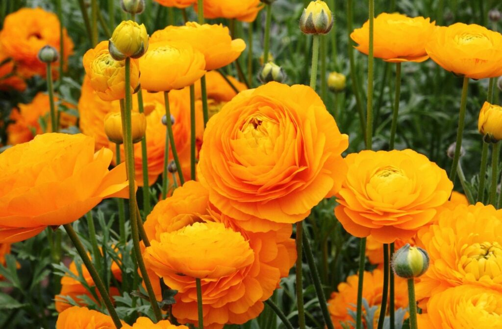 Vibrant Orange Ranunculus Flowers: Lush Floral Background Wallpaper