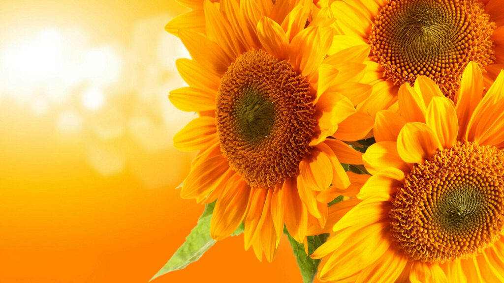 Cheerful Bright Orange Sunflowers Laptop Wallpaper Background