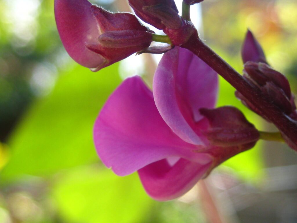 Bright Pink Flower Petals Close-Up - Nature Wallpaper Background