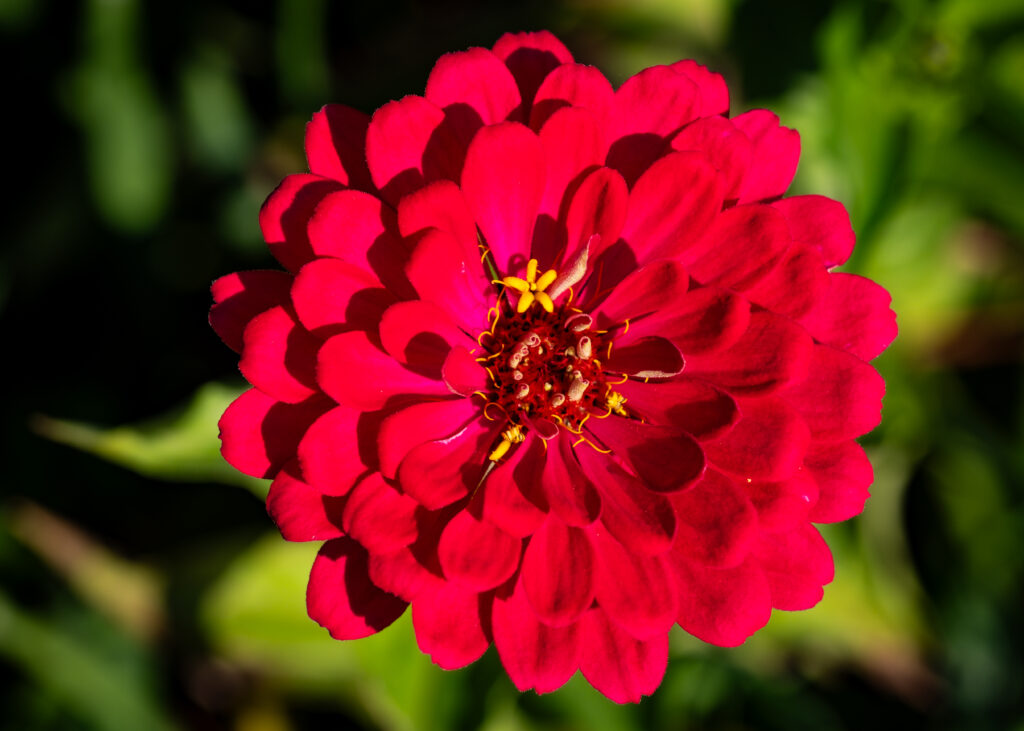 Vibrant Pink Zinnia Macro Shot: Stunning Wallpaper Background