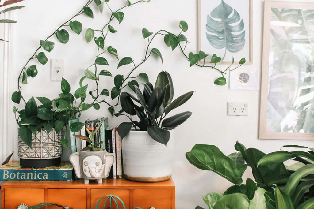 Bright Zoom background with orange cabinet lush pothos rubber plant elephant planter books Wallpaper
