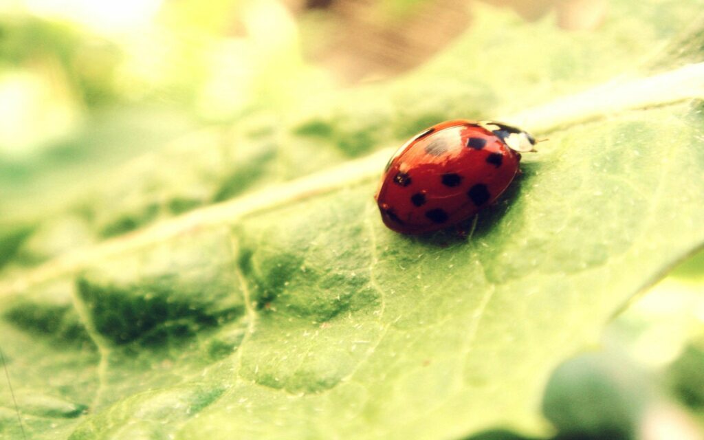Vibrant Ladybug Close-Up Wallpaper on Green Leaf | Natural Light