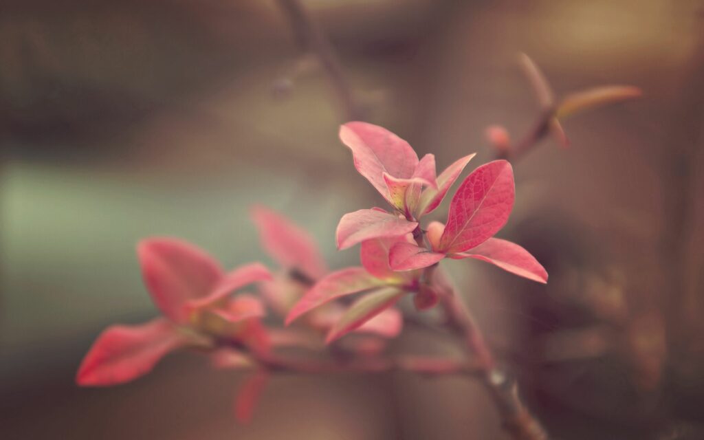 Serene Wallpaper Background: Vibrant Red Leaves & Delicate Plant Branch