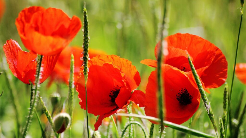 Vibrant 1920x1080 Wallpaper of Red Poppies on Lush Green Background