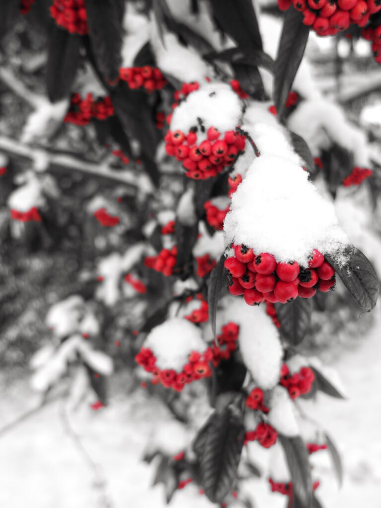 Bright red rowan berries on snowy branch with dark green leaves winter nature contrast wallpaper