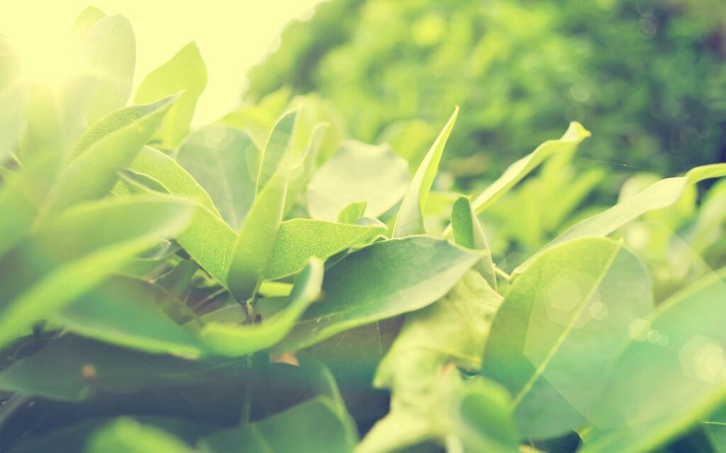Vibrant Green Grass and Leaves Wallpaper: Serene Natural Ambiance
