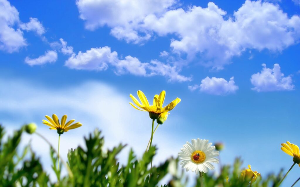 Vibrant wallpaper with yellow white daisies bright blue sky fluffy clouds and ladybug on petal