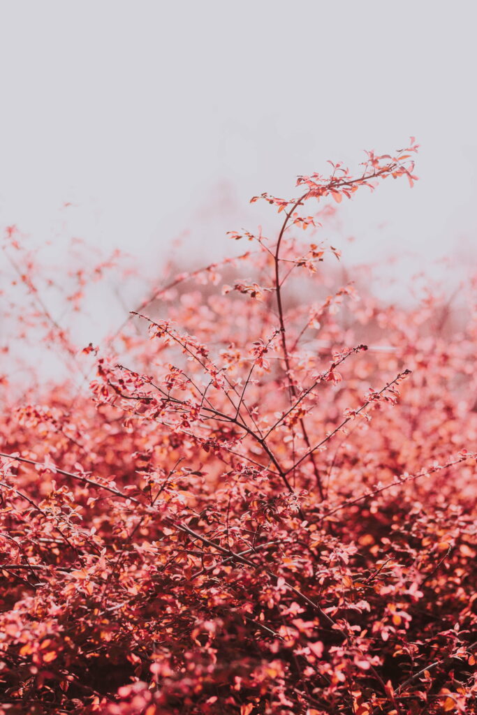 Burst of Spring: Captivating Branches and Lush Leaves Against a Bright Sky – HD Phone Wallpaper