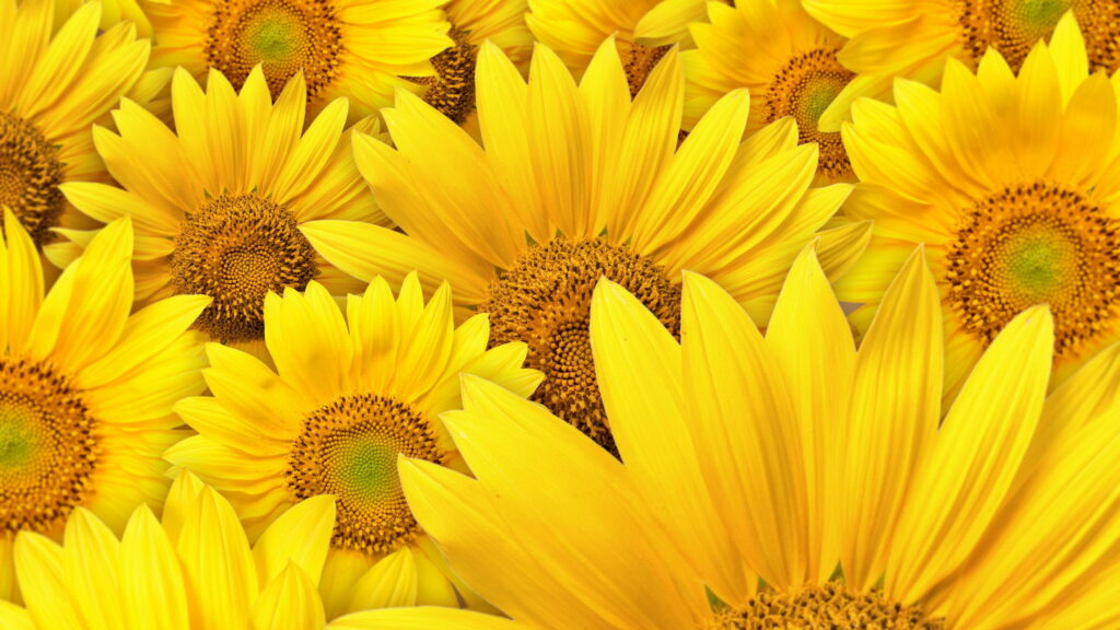 Basking in Summer's Brilliance: A 4K Wallpaper Background Photo of a Vibrant Yellow Sunflower Blossom in a Lush Garden