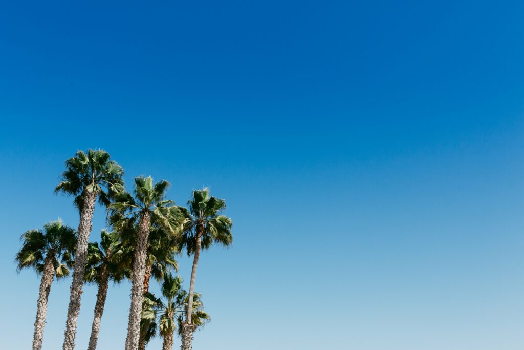 Tall palm trees with green fronds against clear blue sky bright summer tropical wallpaper background