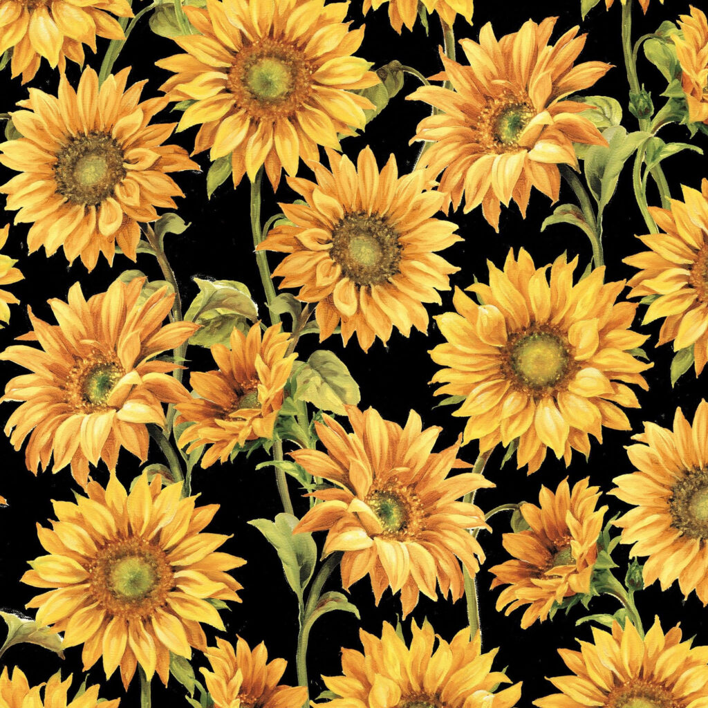 Bright Sunflower Wallpaper: Bold Black Background Contrast