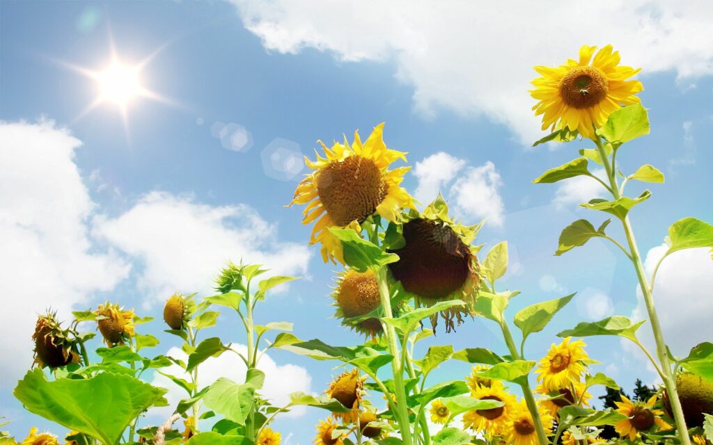 Stunning 2560x1600 Sunflower Wallpaper Under a Clear Summer Sky