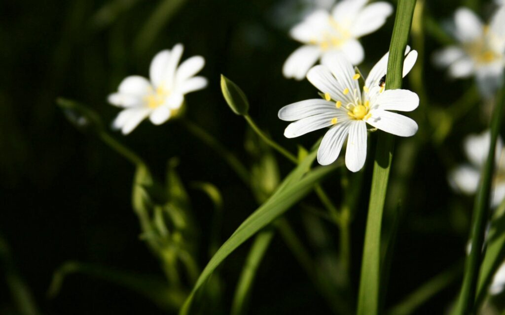 Bright White Flower Wallpaper on Lush Green Background