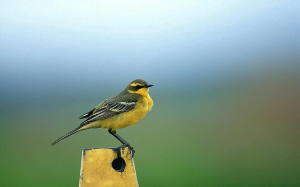Vibrant Yellow Bird Wallpaper Against Soft Blurred Background