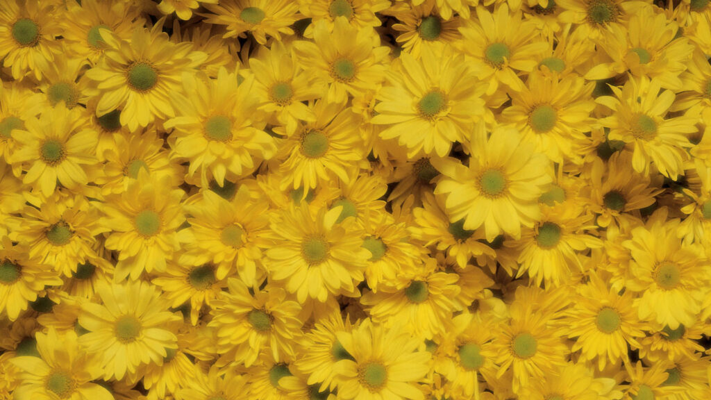 Bright Yellow Chrysanthemums: Cheerful Floral Desktop Wallpaper