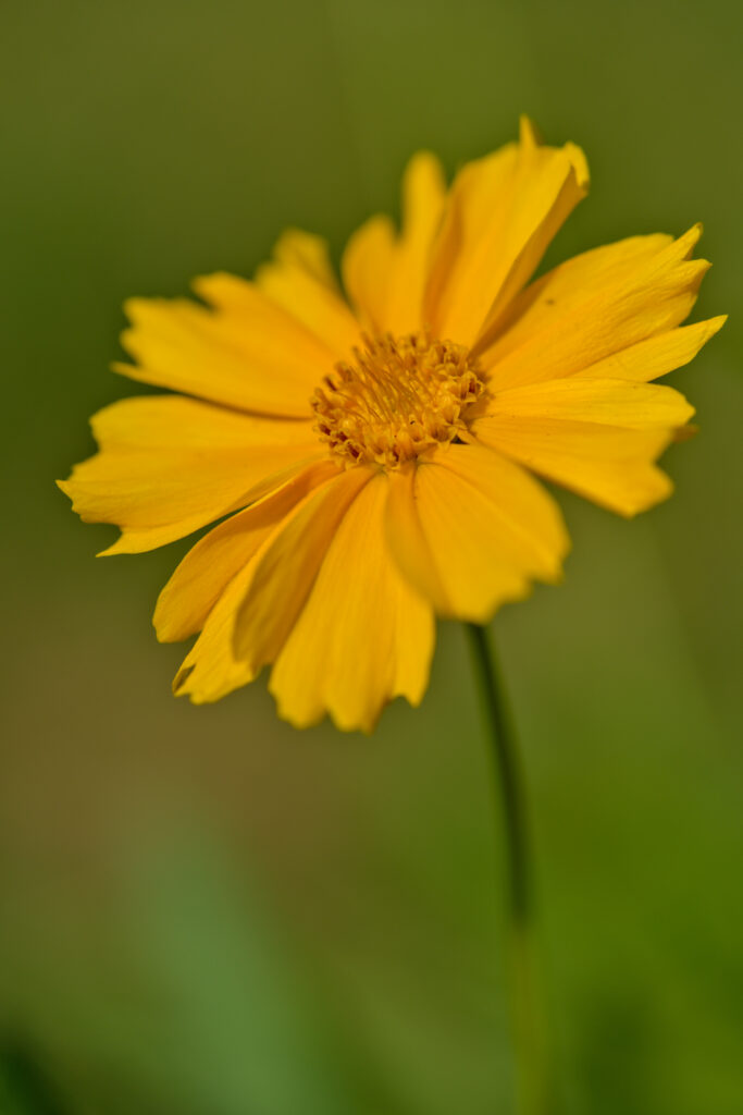 Macro Close-Up of Bright Yellow Coreopsis Flower Wallpaper