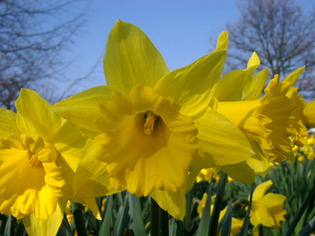 Bright Yellow Daffodils Wallpaper - Cheerful Springtime Background