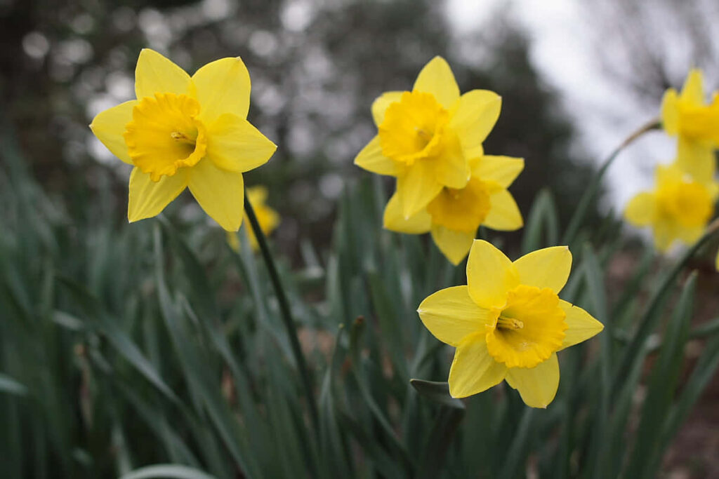 Vibrant Yellow Daffodils in Bloom - Spring Wallpaper Background