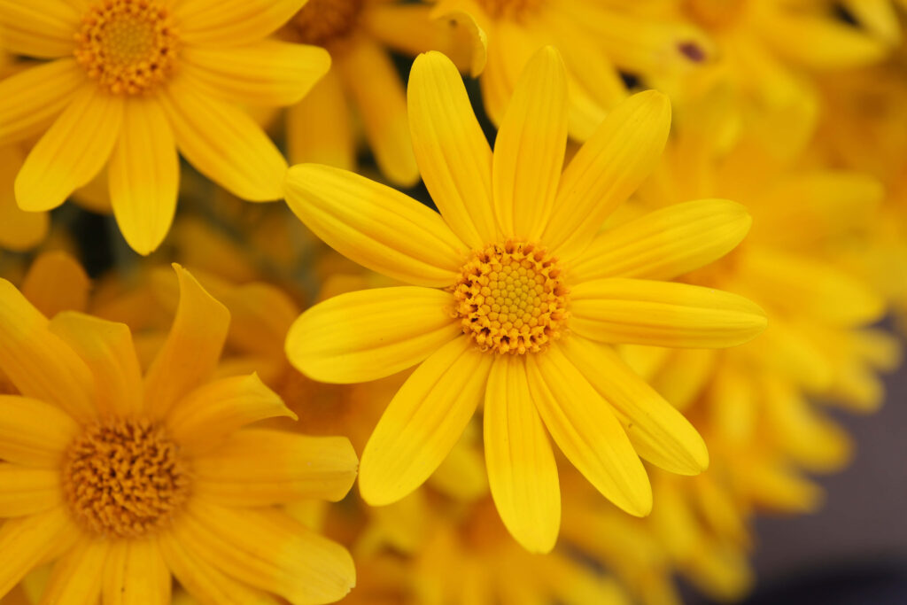 Bright Yellow Daisies Wallpaper: Cheerful Floral Background