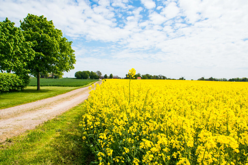 Bright yellow flower field by dirt road with green trees under blue sky countryside wallpaper