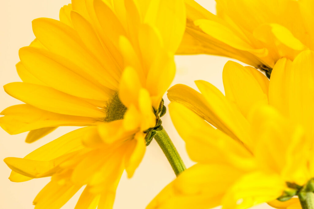 Bright Yellow Flower Wallpaper: Cheerful & Vibrant Laptop Background