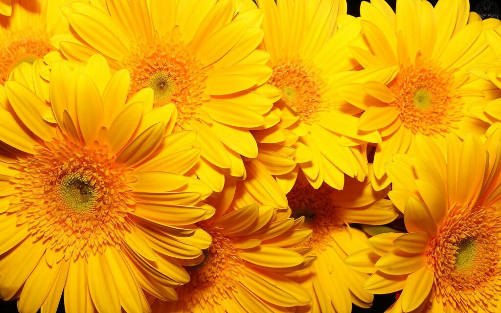 Vibrant Yellow Flowers Wallpaper Background: Bright & Cheerful Decor