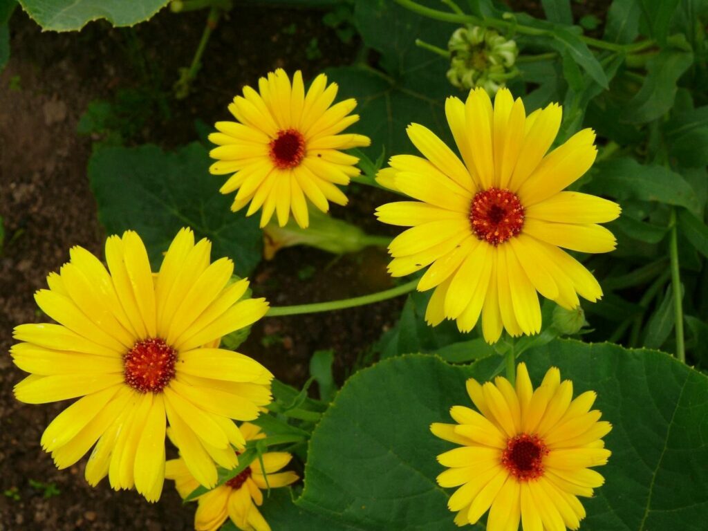 Vibrant Yellow Flower Wallpaper: Lush Green Garden Background