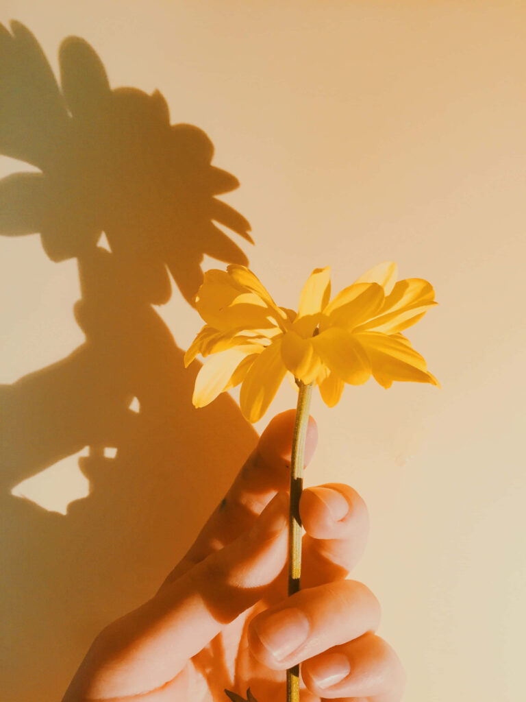 Bright Yellow Flower in Hand with Artistic Shadow on Soft Background Wallpaper