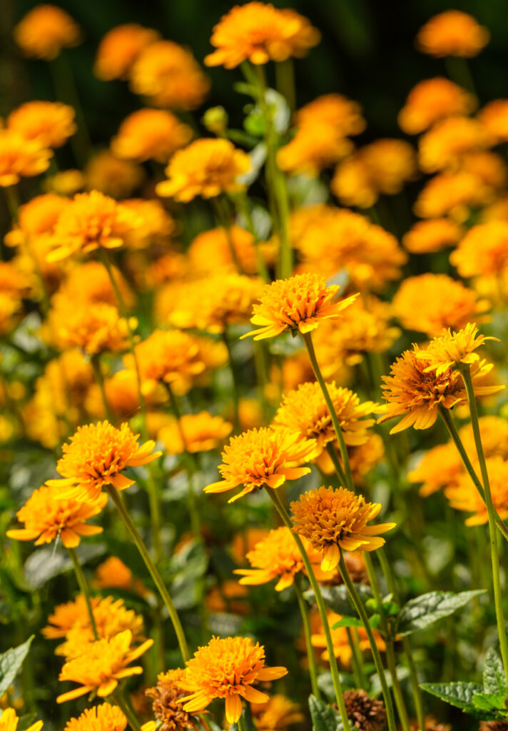 Bright Yellow Heliopsis Flowers Wallpaper - Lively Floral Garden Background
